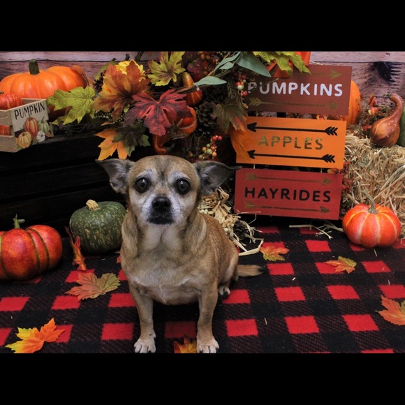 Meet your Posher, Sher - Picture 1 of 1